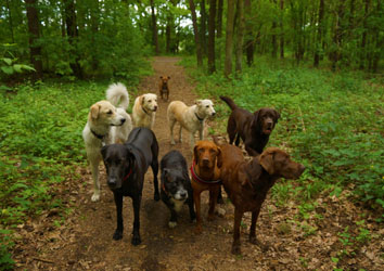 Hundebetreuung Friedrichshain 1
